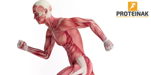 8 نصائح تساعدك في تقوية العضلات بسرعة